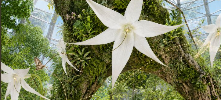 The Orchid’s Secret concept imagery