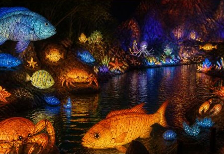 Volcano & Ocean zoo experience concept